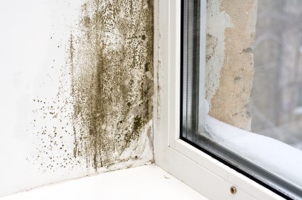 Mold Removal in Freeport by Carson Restoration, Inc.