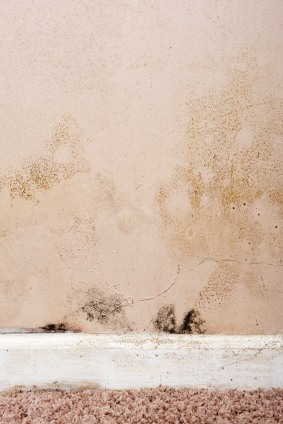 Mold removal in Edinburgh, IN by Carson Restoration, Inc.